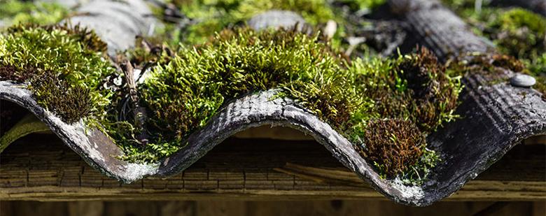 Moss on roof that needs cleaning